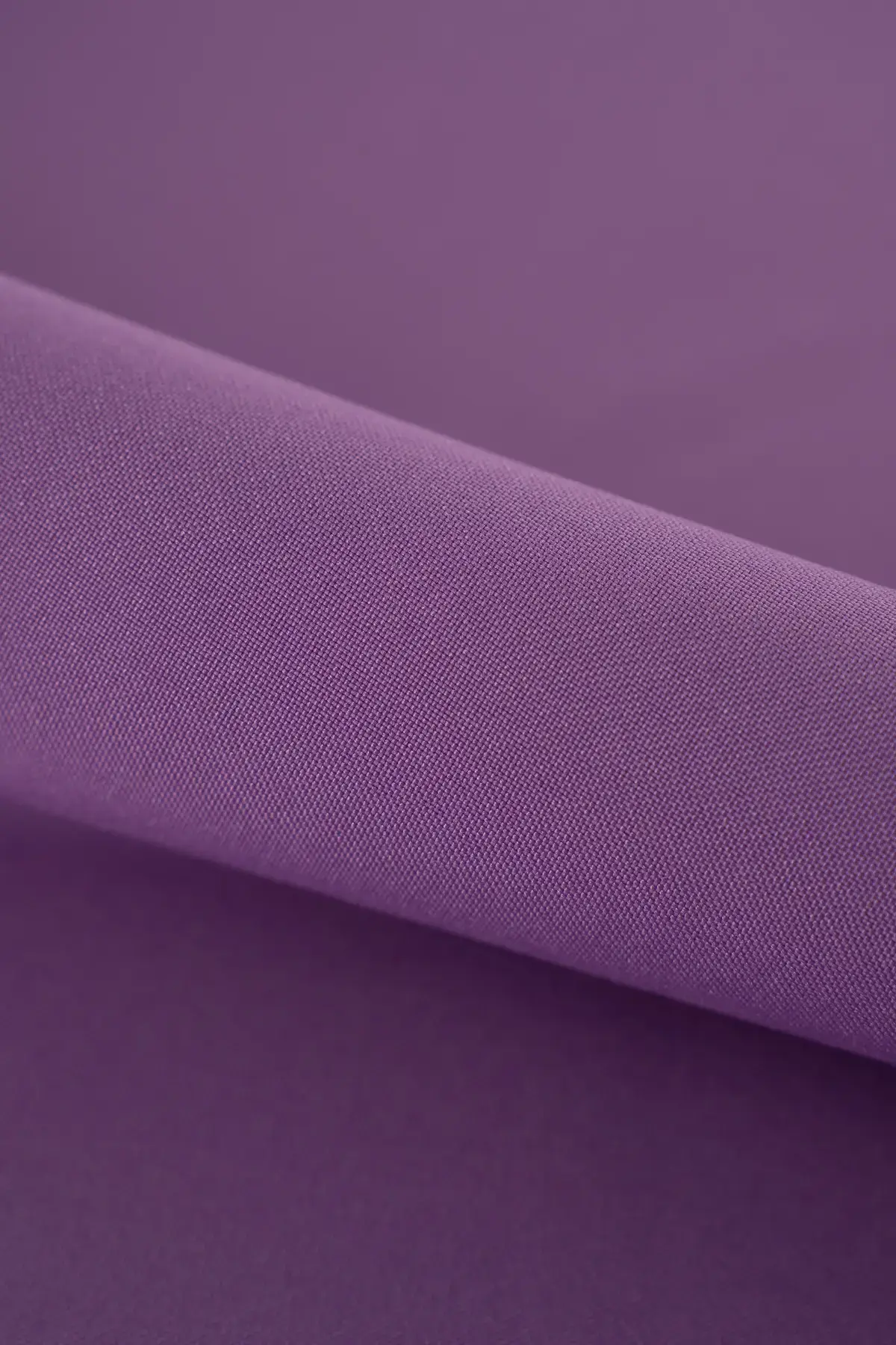 Strech african violet - Image 2