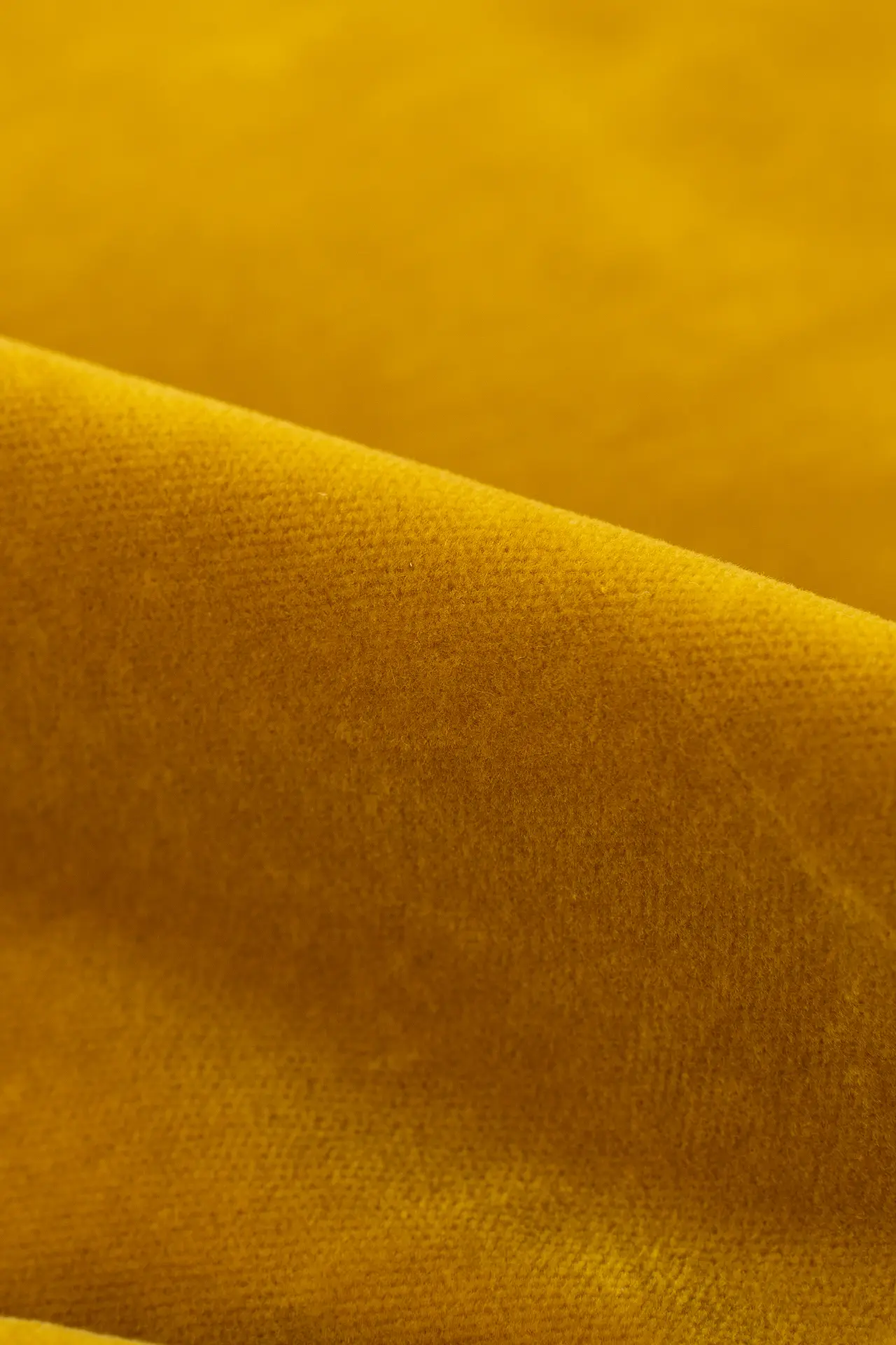 Terciopelo amarillo - Image 2