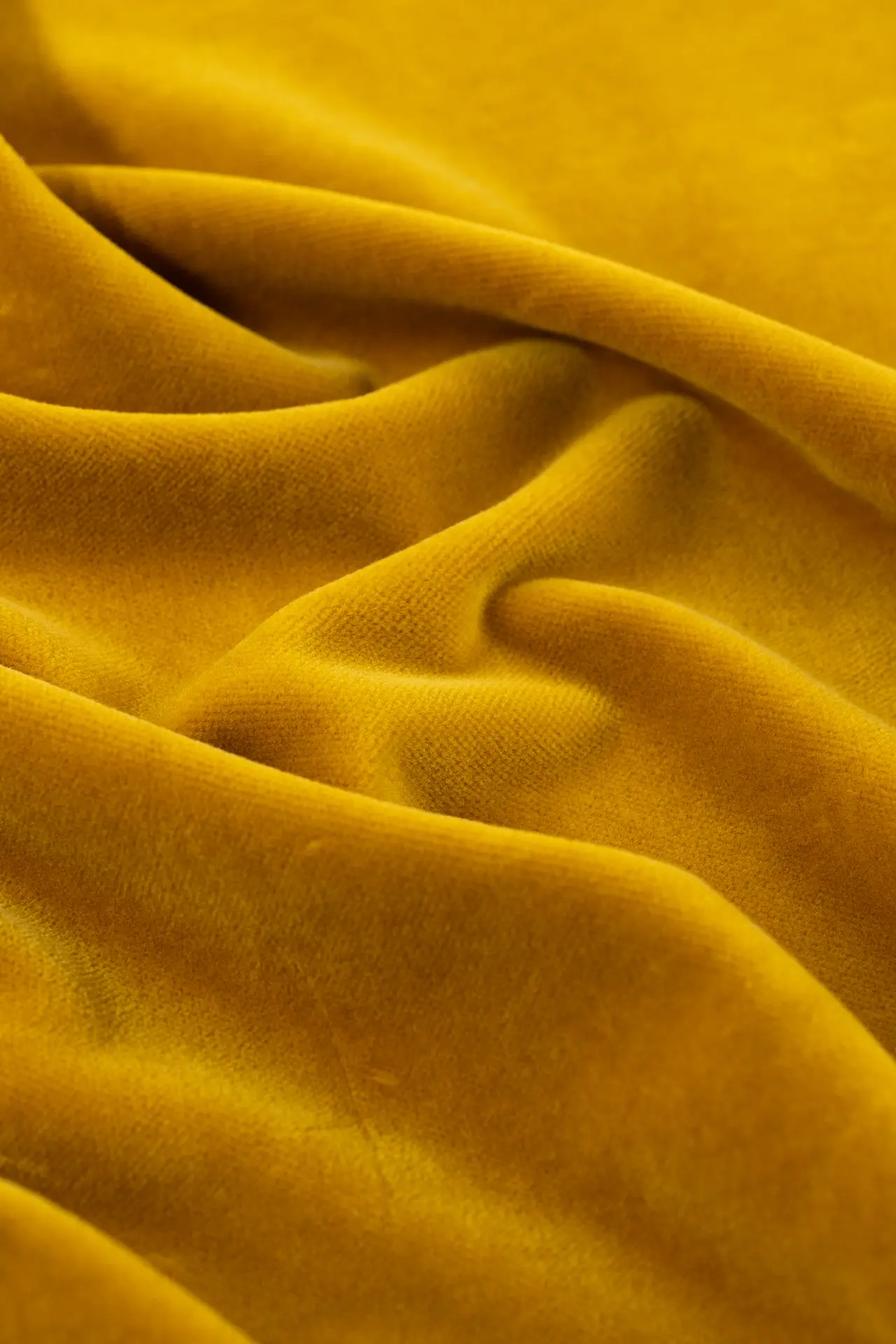 Terciopelo amarillo - Image 3