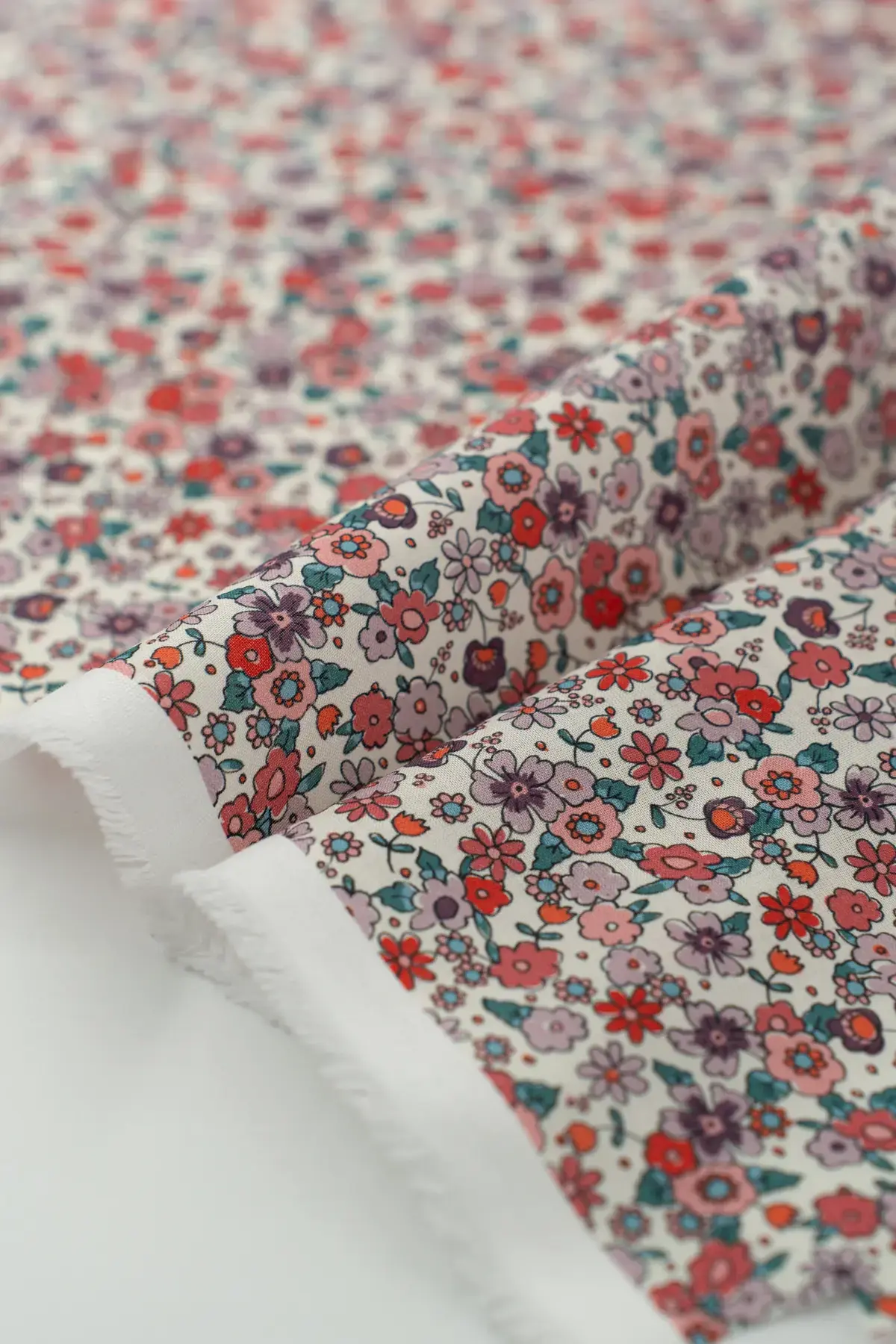 Voile (glasilla) anacyclus carmine - Image 3